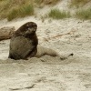 Lachtan novozelandsky - Phocarctos hookeri - New Zealand sea lion - whakahao 0200